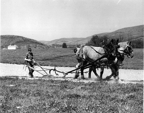 Plowing with Belgian Draft Horses - 1941